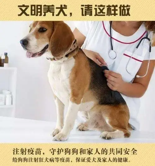 为狗狗打疫苗，保护它的健康