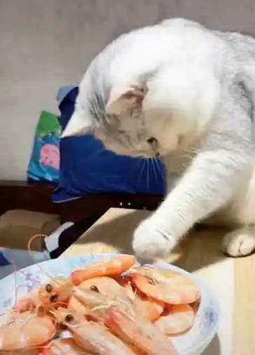 为什么猫不吃虾？