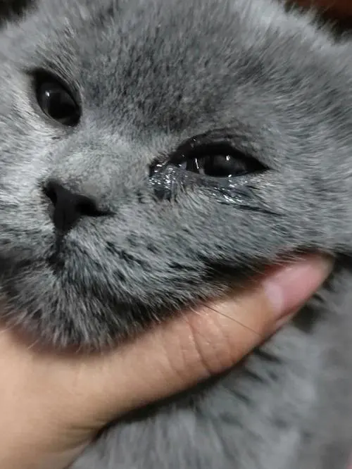 为什么猫会流眼泪？