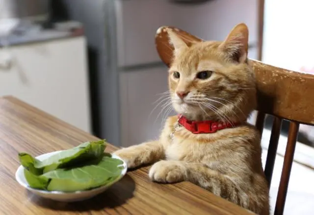 为什么猫咪喜欢挑食？