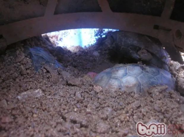 乌龟冬眠会动吗？为何如此特殊？