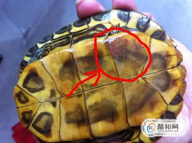乌龟腐皮是否会传染人类？
