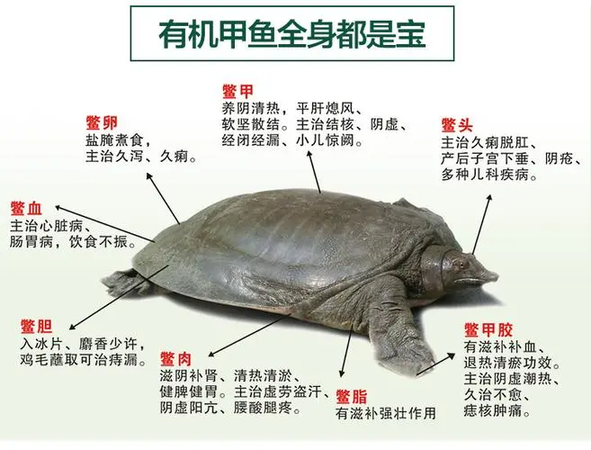 乌龟和甲鱼的区别及特点