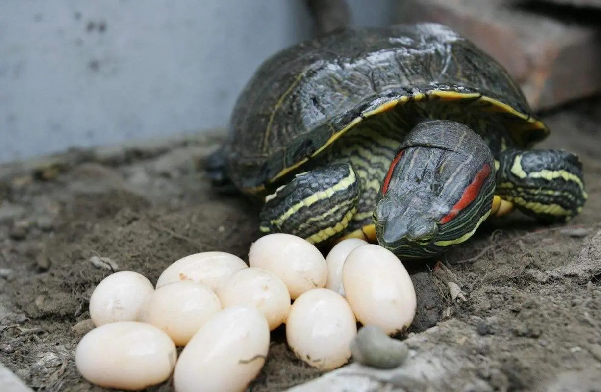乌龟几岁开始下蛋？