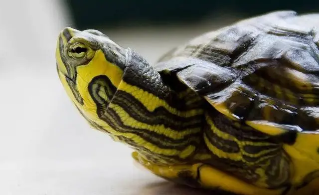乌龟能活多少年？