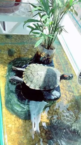 乌龟晒背：阳光下的健康方式