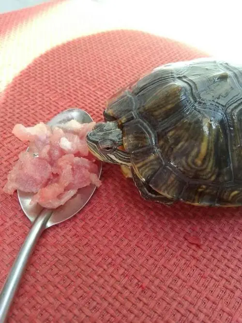 乌龟一般吃什么？