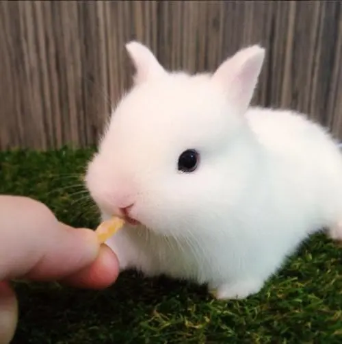 小白兔的可爱模样