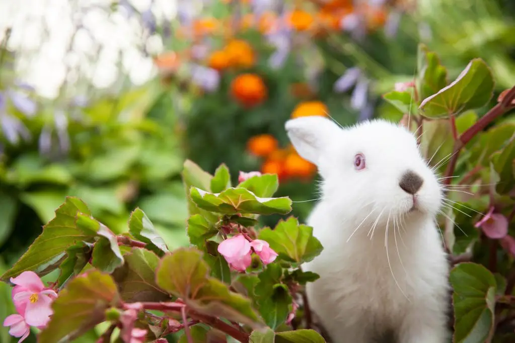 小白兔的可爱外形特点-如此迷人动人