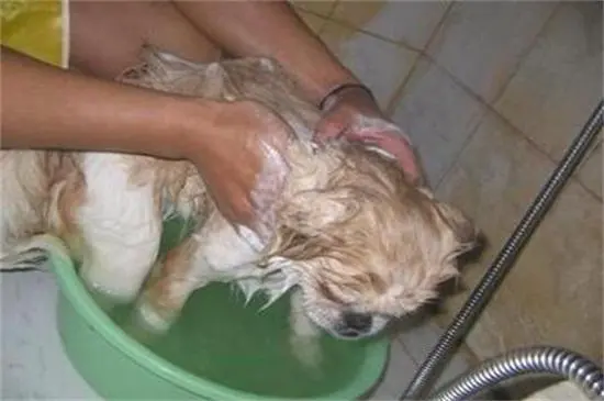 小狗几个月能洗澡？了解正确的洗澡时间和方法