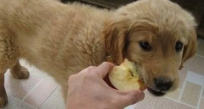小狗可以吃苹果吗？答案揭晓！