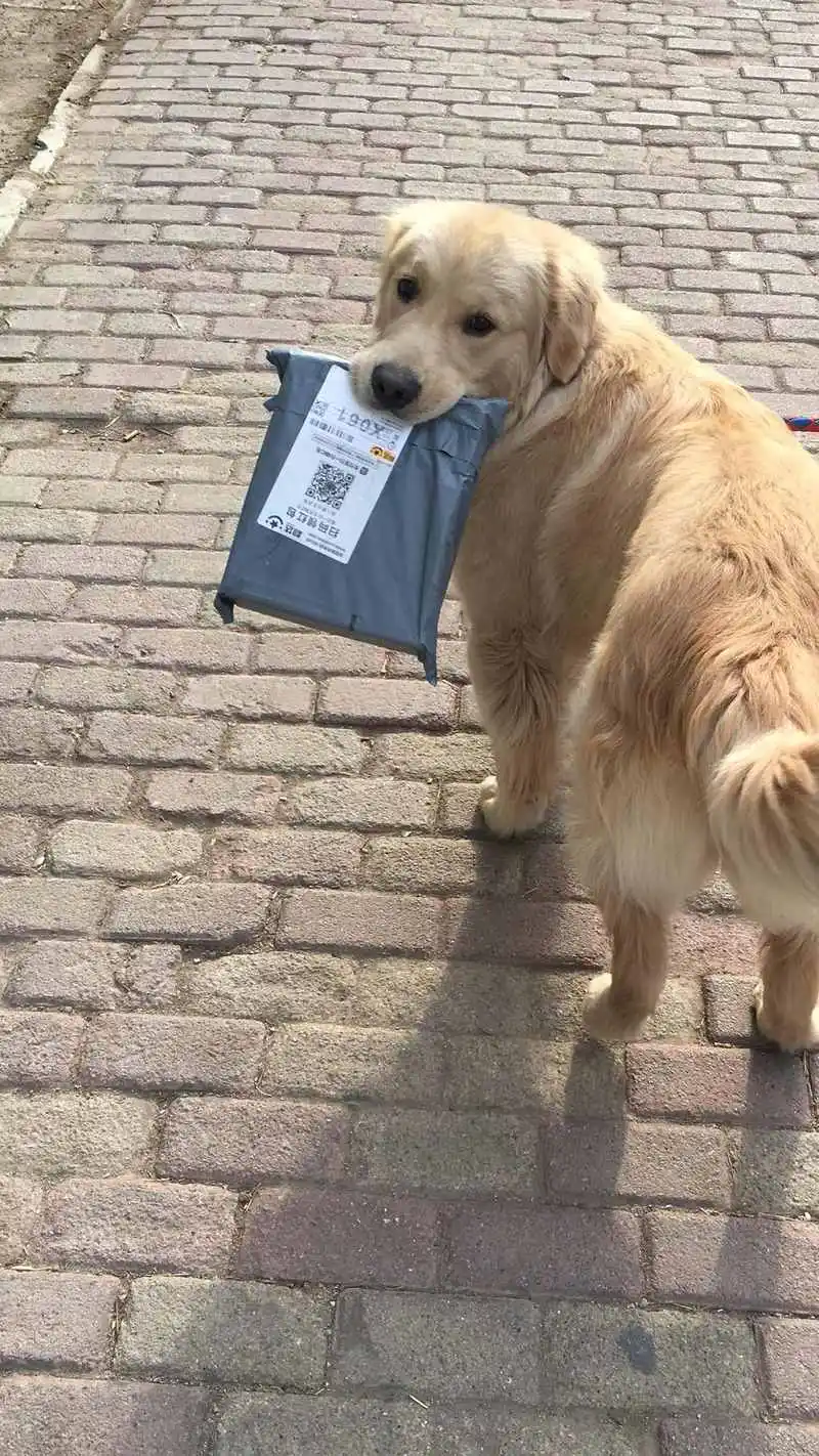 小狗可以寄快递吗？