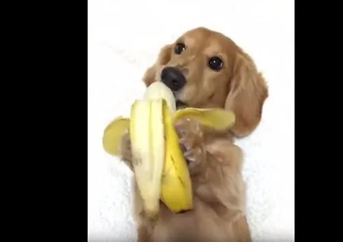 小狗能吃香蕉吗