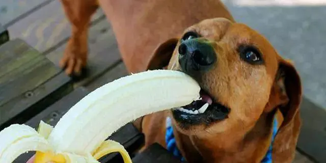 小狗能吃香蕉吗？探究小狗的饮食习惯
