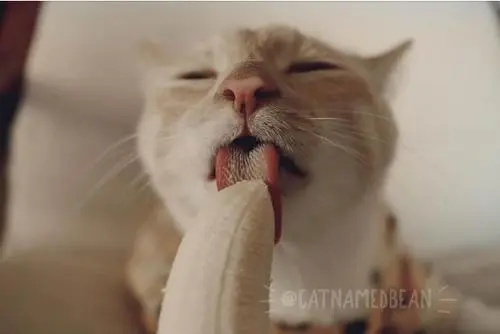 小猫到底可以吃香蕉吗？