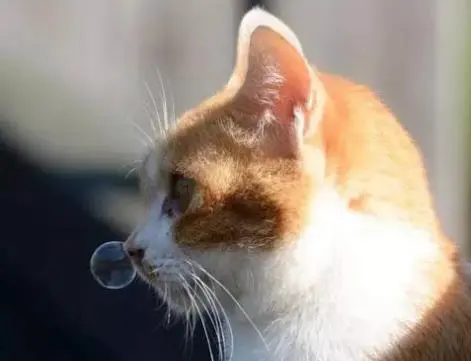 小猫打喷嚏，引发的是什么症状呢？