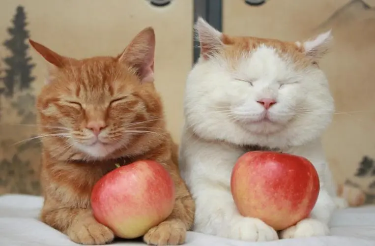小猫可以吃苹果吗？