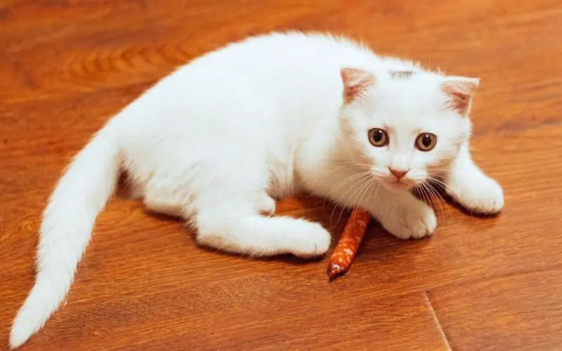 小猫能吃火腿肠吗？