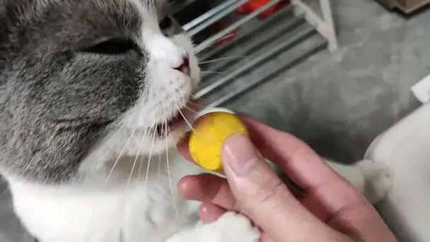 小猫能吃鸡蛋黄吗？