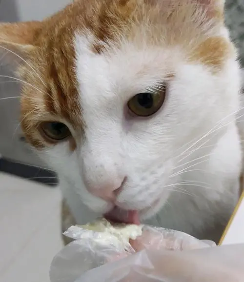 小猫能吃奶油吗