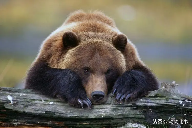 熊的寿命有多长？