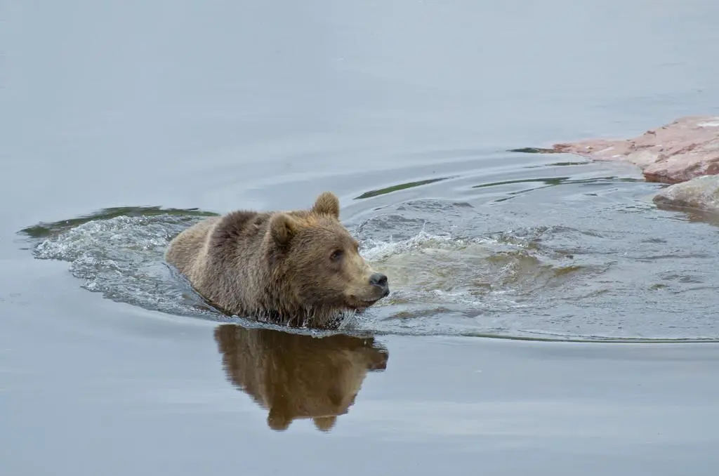 熊会游泳吗？看看这些惊人的游泳技能！