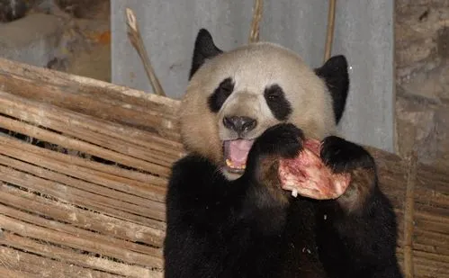 熊猫吃肉：探秘熊猫的食性习惯
