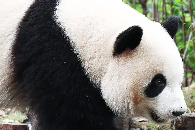 熊猫什么科？熊猫属于哺乳动物的何科？