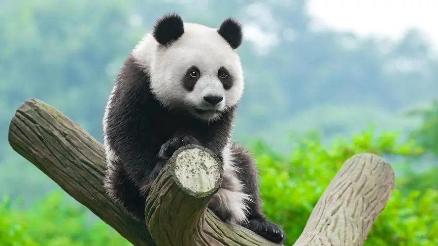熊猫是什么动物？解答你的疑惑！
