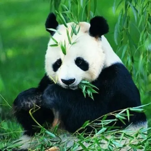 熊猫是什么科动物？