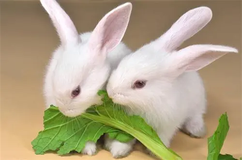 养兔子的技术，打造健康可爱的兔宝宝