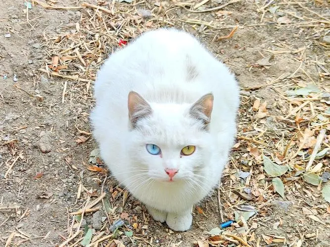 异瞳白猫品种：解密异瞳白猫的秘密