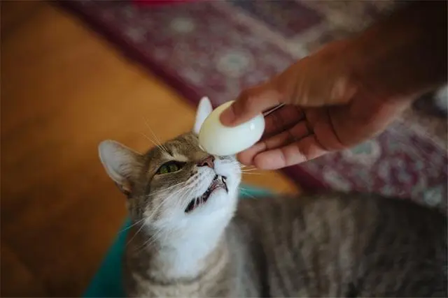 幼猫可以吃蛋黄吗？