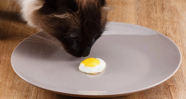 幼猫可以吃蛋黄吗？未被成定论的争议