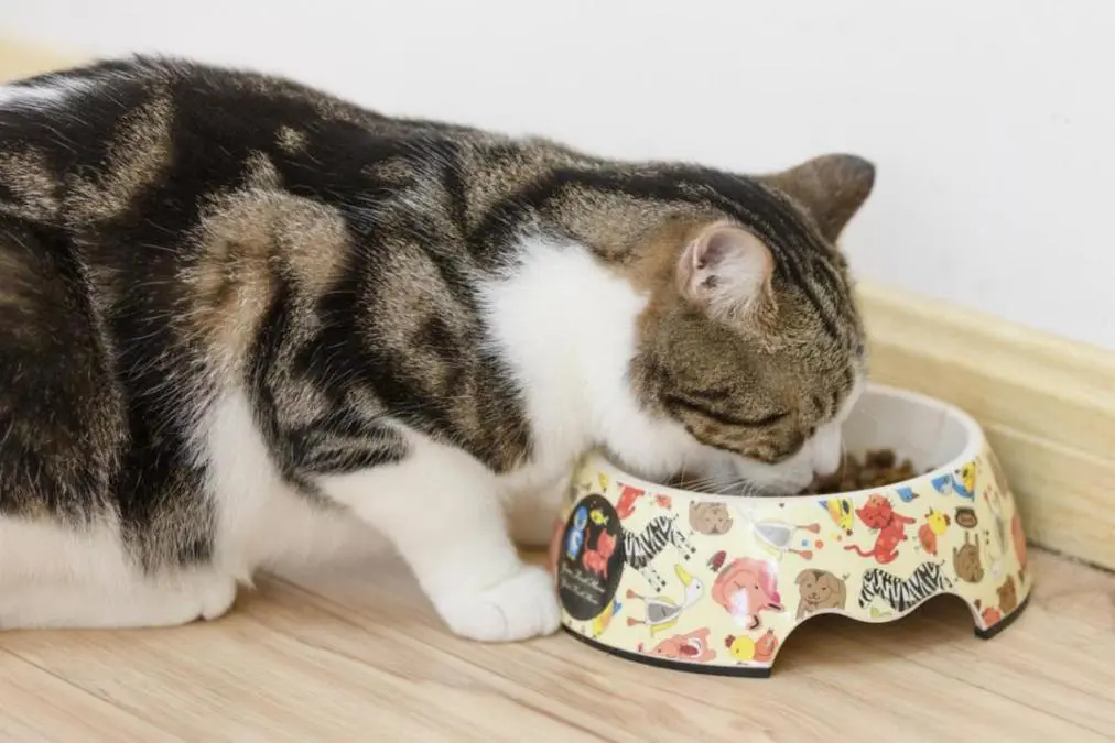 幼猫可以吃猫粮吗？
