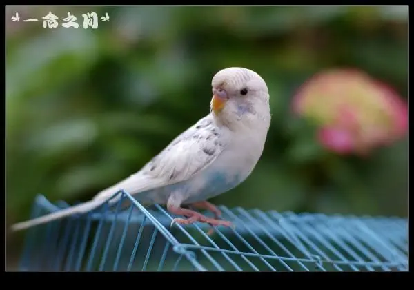 云斑鹦鹉：绚丽多彩的羽毛中的智慧之鸟
