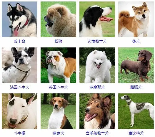 中型犬有哪些种类？