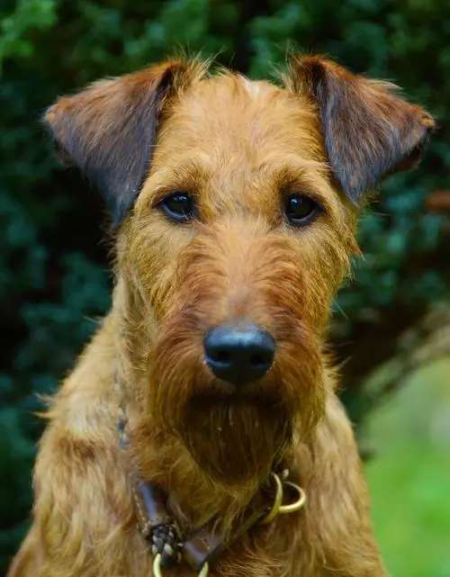 爱尔兰梗狗 - 爱尔兰梗狗图片，了解这个可爱的犬种（爱尔兰梗狗图片）