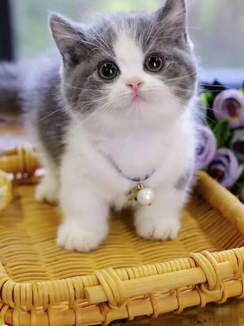 矮脚猫——世界上奇特而神秘的小猫（矮脚猫）