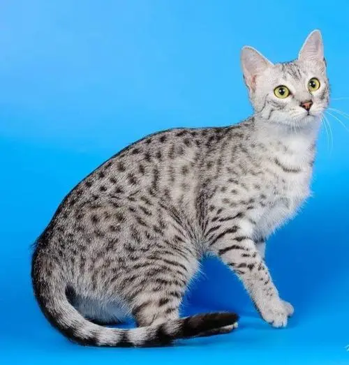 埃及猫咪 - 谜一般的古老品种（埃及猫咪的视频原版叫什么）