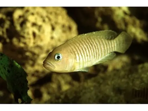 埃及神仙鱼（Neolamprologus multifasciatus）是一种小型鱼类，主要分布于非洲东部的坦桑尼亚湖泊区域。它