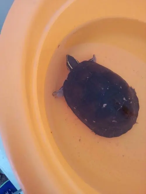 安布闭壳龟可以养吗 安布闭壳龟可以养吗视频