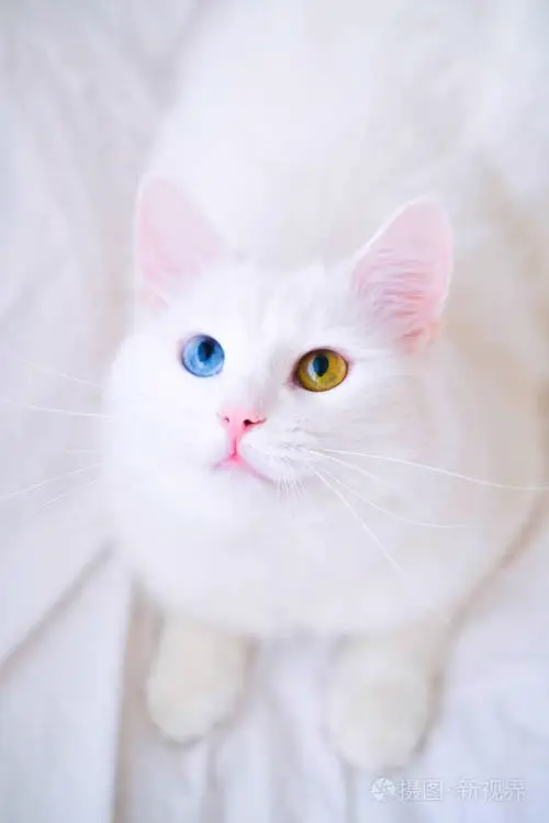 安哥拉猫眼睛的颜色（安哥拉猫眼睛是什么颜色）