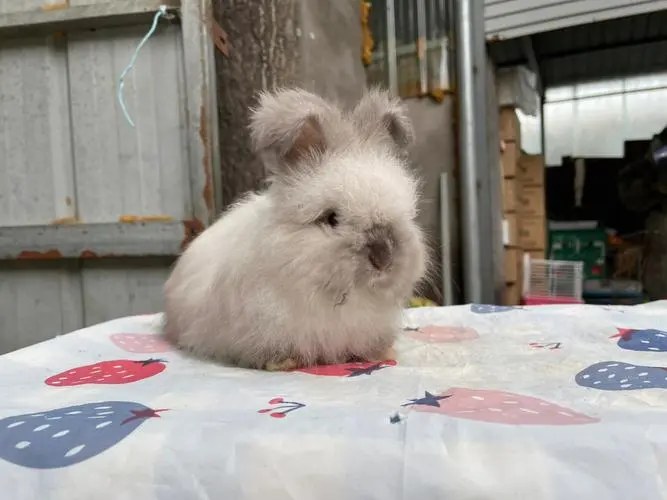 安哥拉兔兔毛多少钱一斤