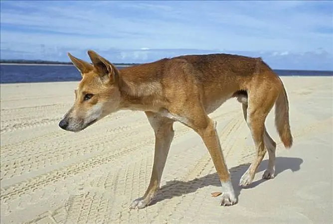 澳大利亚土狗 澳大利亚土狗图片