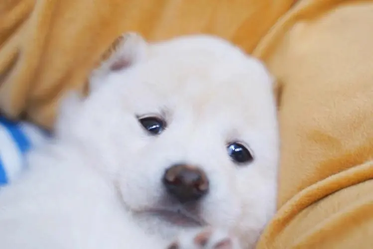 白柴犬幼犬——可爱活泼的日本传统狗种（白柴犬幼犬）