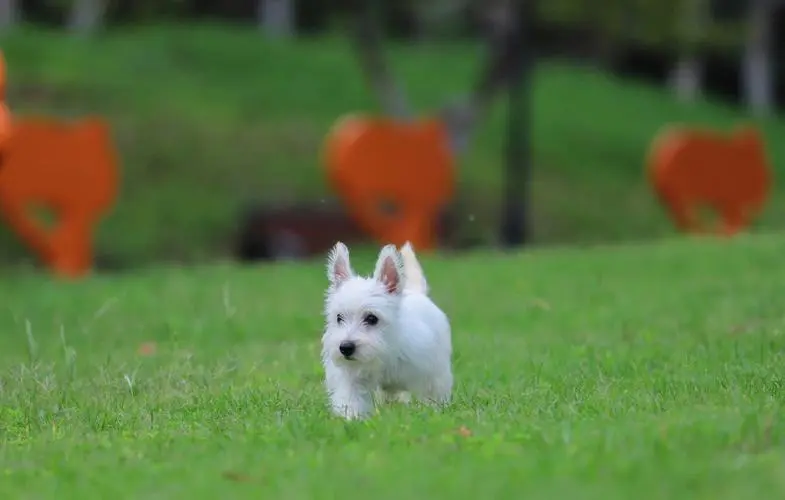 白梗犬是什么犬种？（白梗犬是什么犬种）