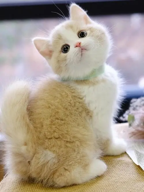 白黄色猫是什么猫？（白黄色的猫是什么猫）