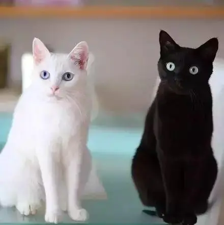 白猫黑猫图片大全大图 白猫黑猫图片大全大图高清