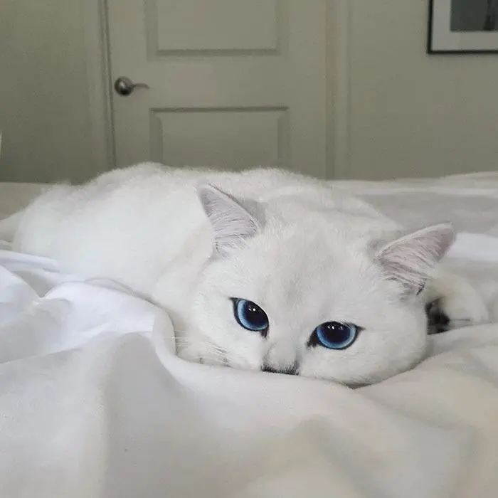 白毛蓝眼睛的猫是什么猫？（白毛蓝眼睛的猫是什么猫）